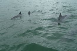 Image of Bottlenose Dolphin