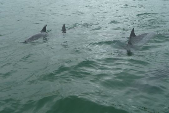 Imagem de Tursiops Gervais 1855