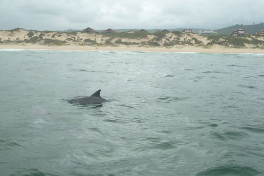 Imagem de Tursiops Gervais 1855