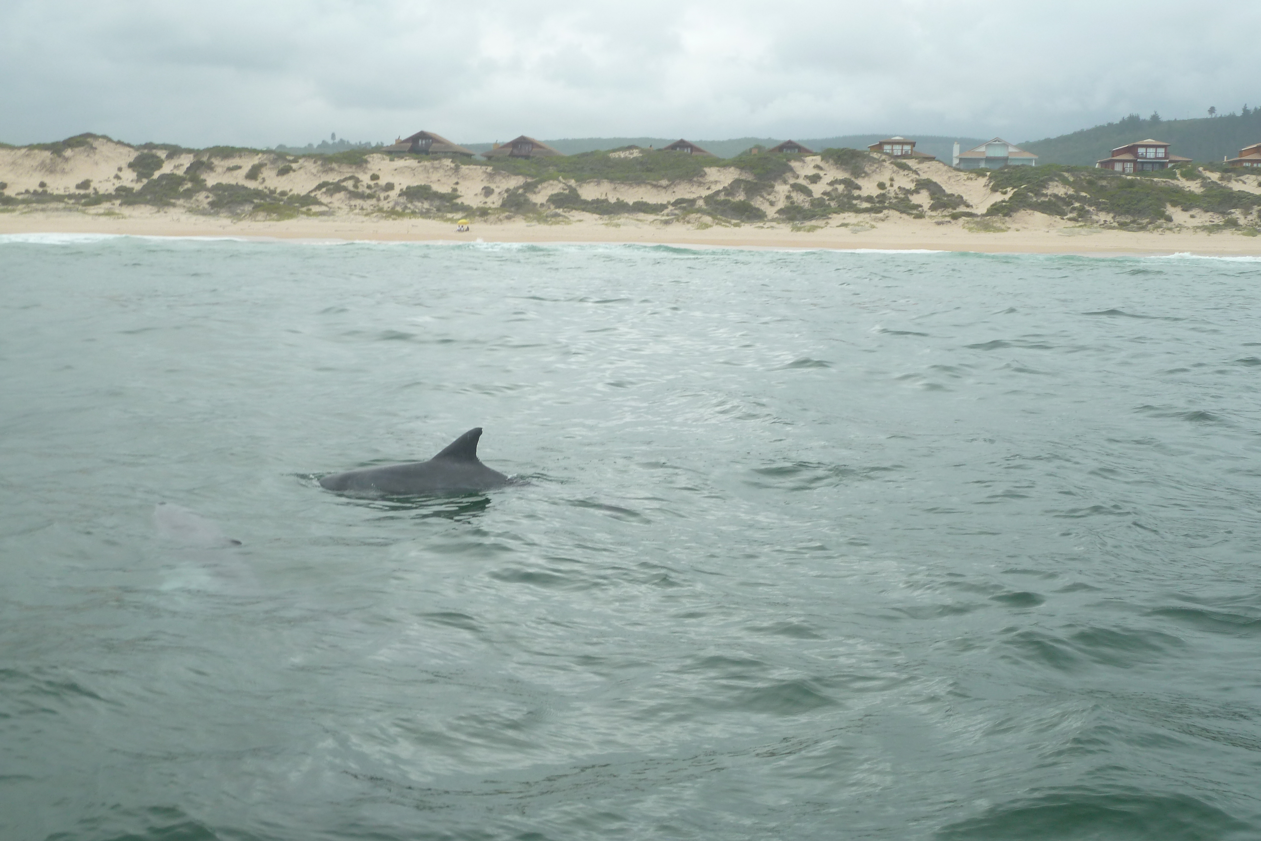 Image of Bottlenose Dolphin