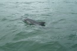 Image of Bottlenose Dolphin