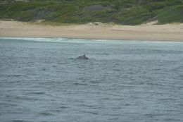 Image of Indian Humpback Dolphin