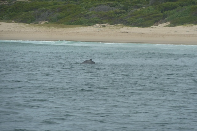 Image of Indian Humpback Dolphin