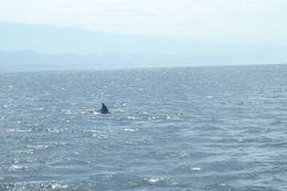 Image of Bottlenose Dolphin