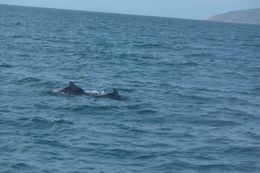 Image of Indian Humpback Dolphin