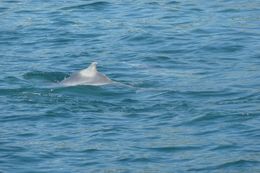 Image of Indian Humpback Dolphin