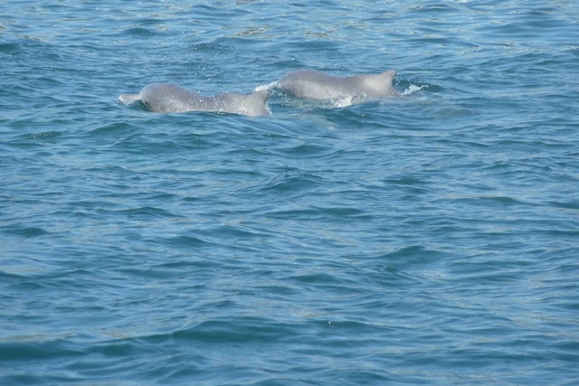 Image of Indian Humpback Dolphin