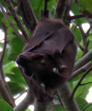 Image of Epauletted Fruit Bats