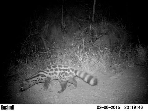 Image of Cape Genet