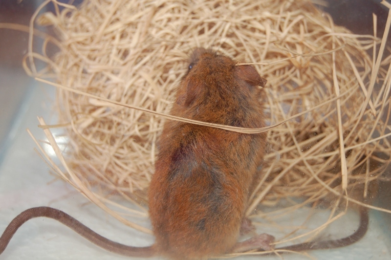 Image of Brants's African Climbing Mouse -- Brant's Climbing Mouse