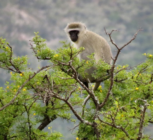 Image of Vervet Monkey