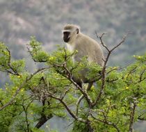 Image of Vervet Monkey