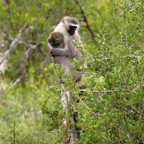 Image of Vervet Monkey