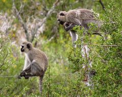 Image of Vervet Monkey