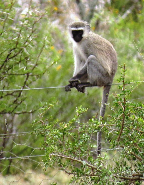 Image of Vervet Monkey