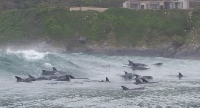 Image of Bottlenose Dolphin