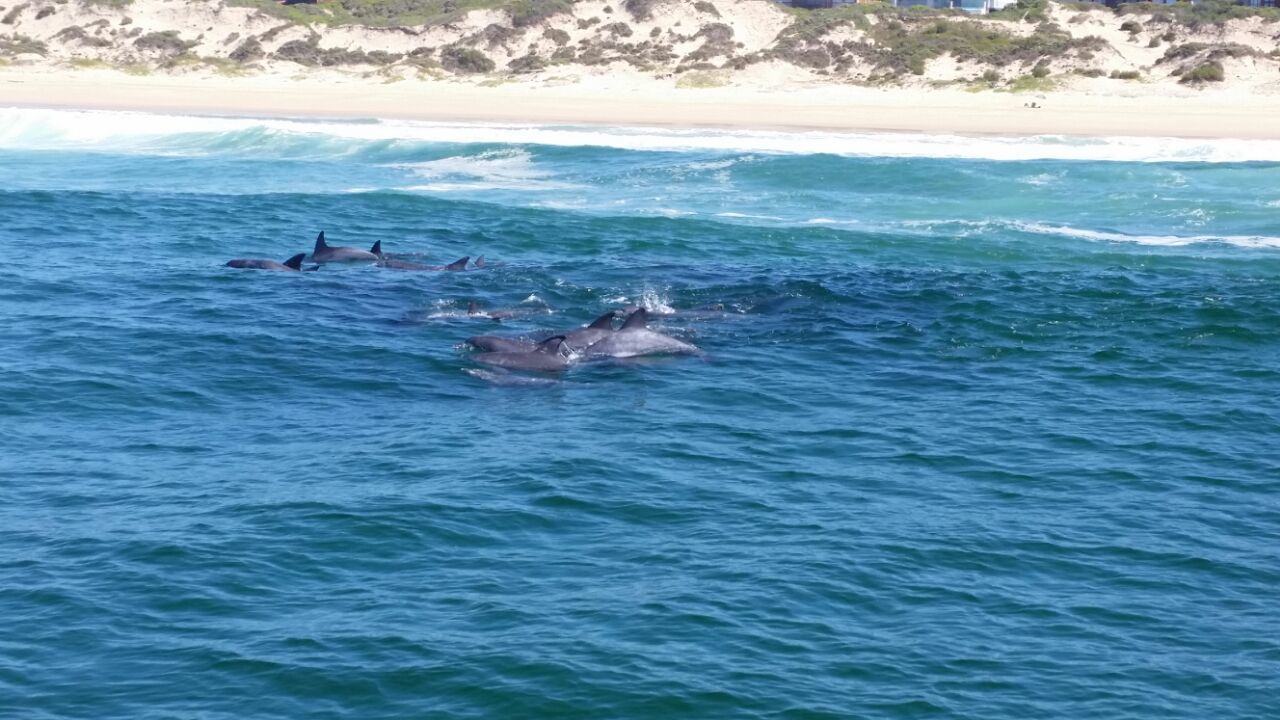 Image of Bottlenose Dolphin