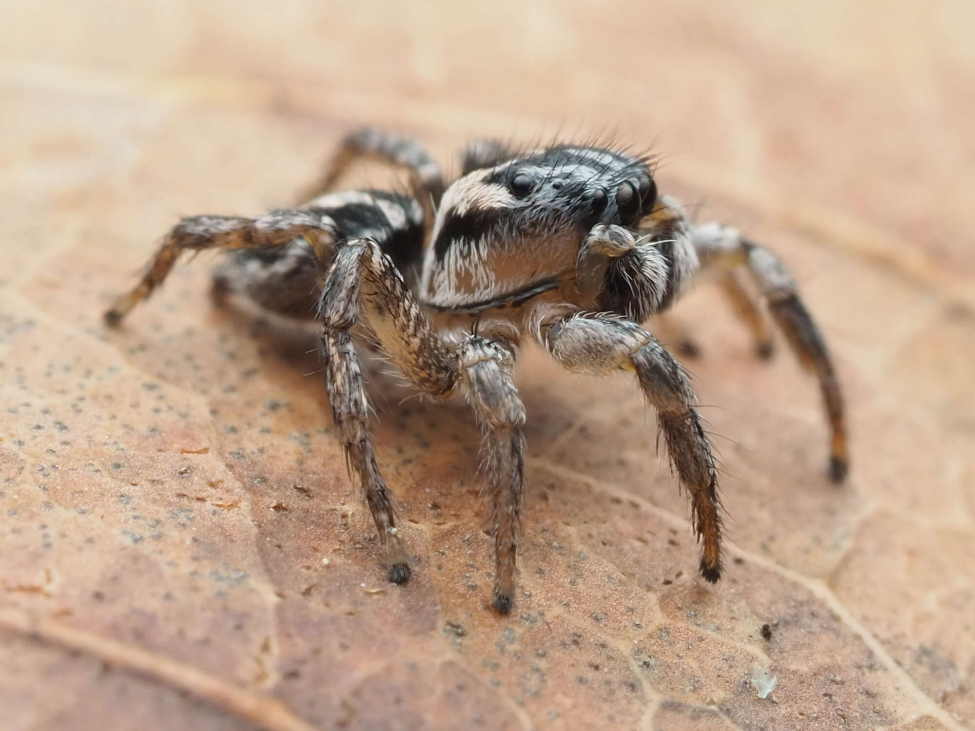 صورة Habronattus trimaculatus Bryant 1945