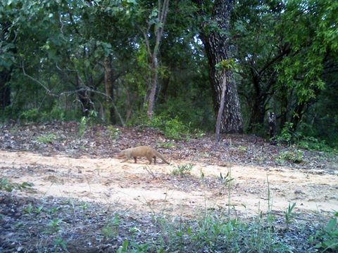 Image of Banded mongooses