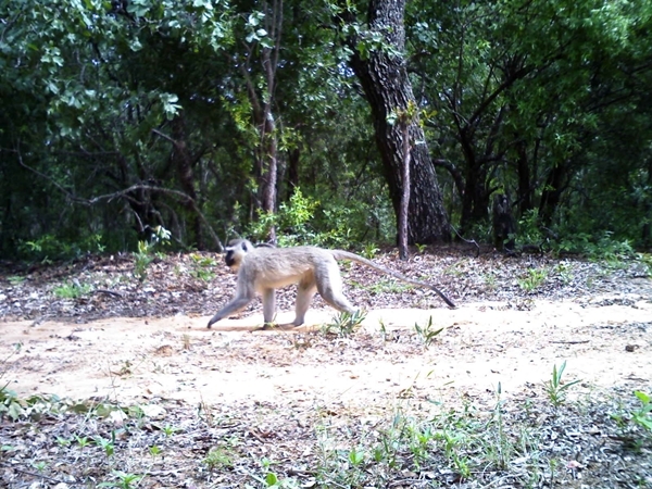 Image of Vervet Monkey