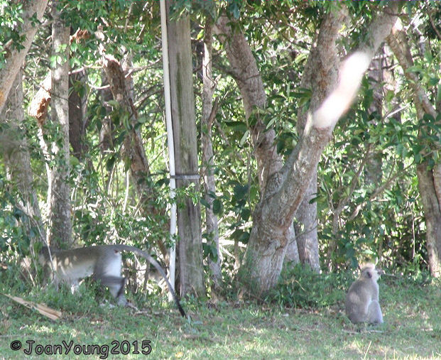 Image of Vervet Monkey