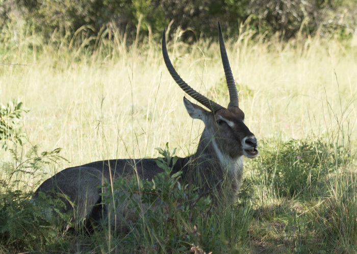 Image of Ellipsen Waterbuck