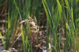 Panicum dichotomiflorum Michx. resmi