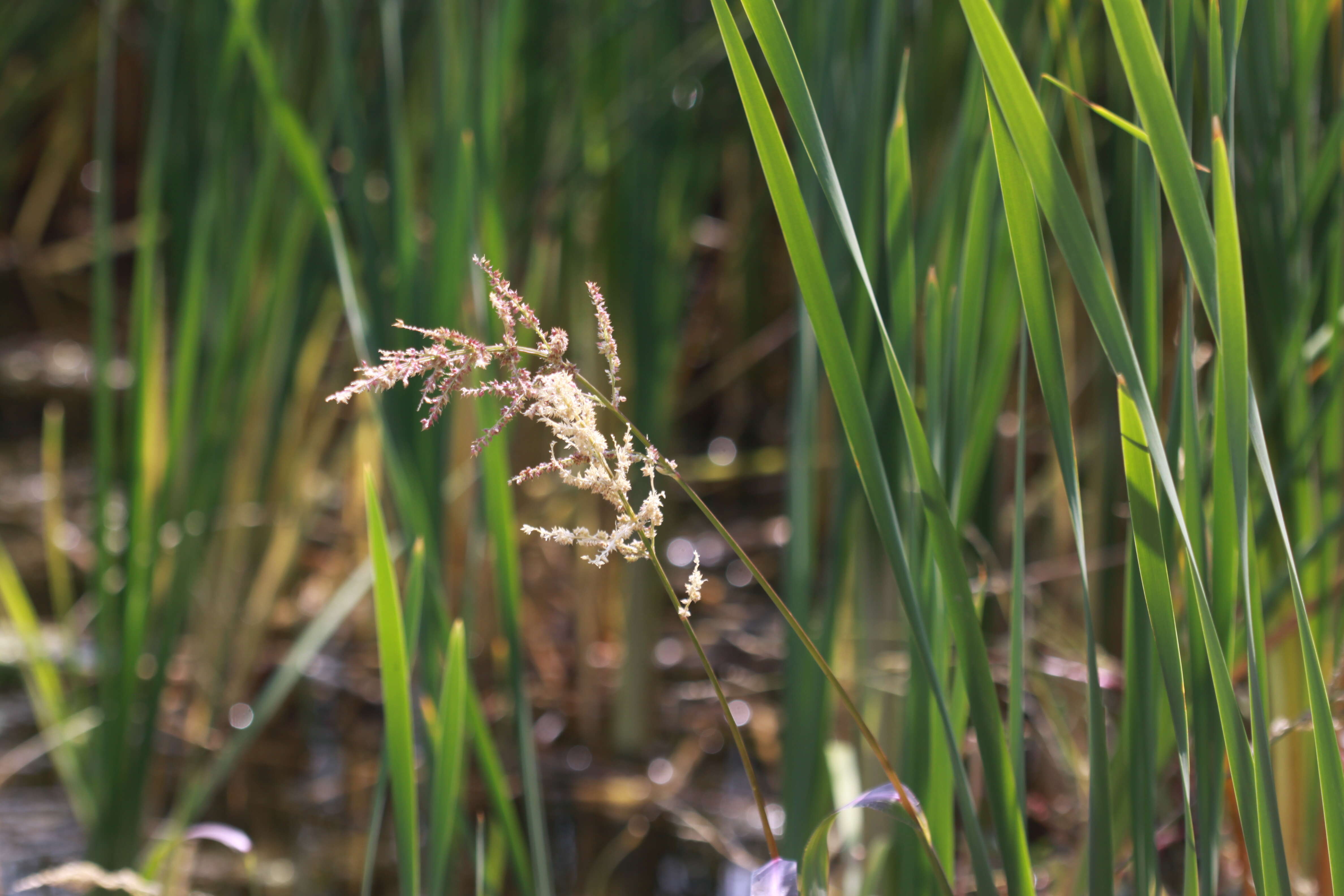 Image of fall panicgrass