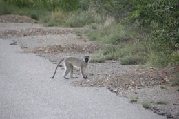 Image of Vervet Monkey