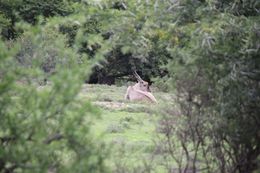 Image of Eland