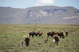 Image of Black Wildebeest