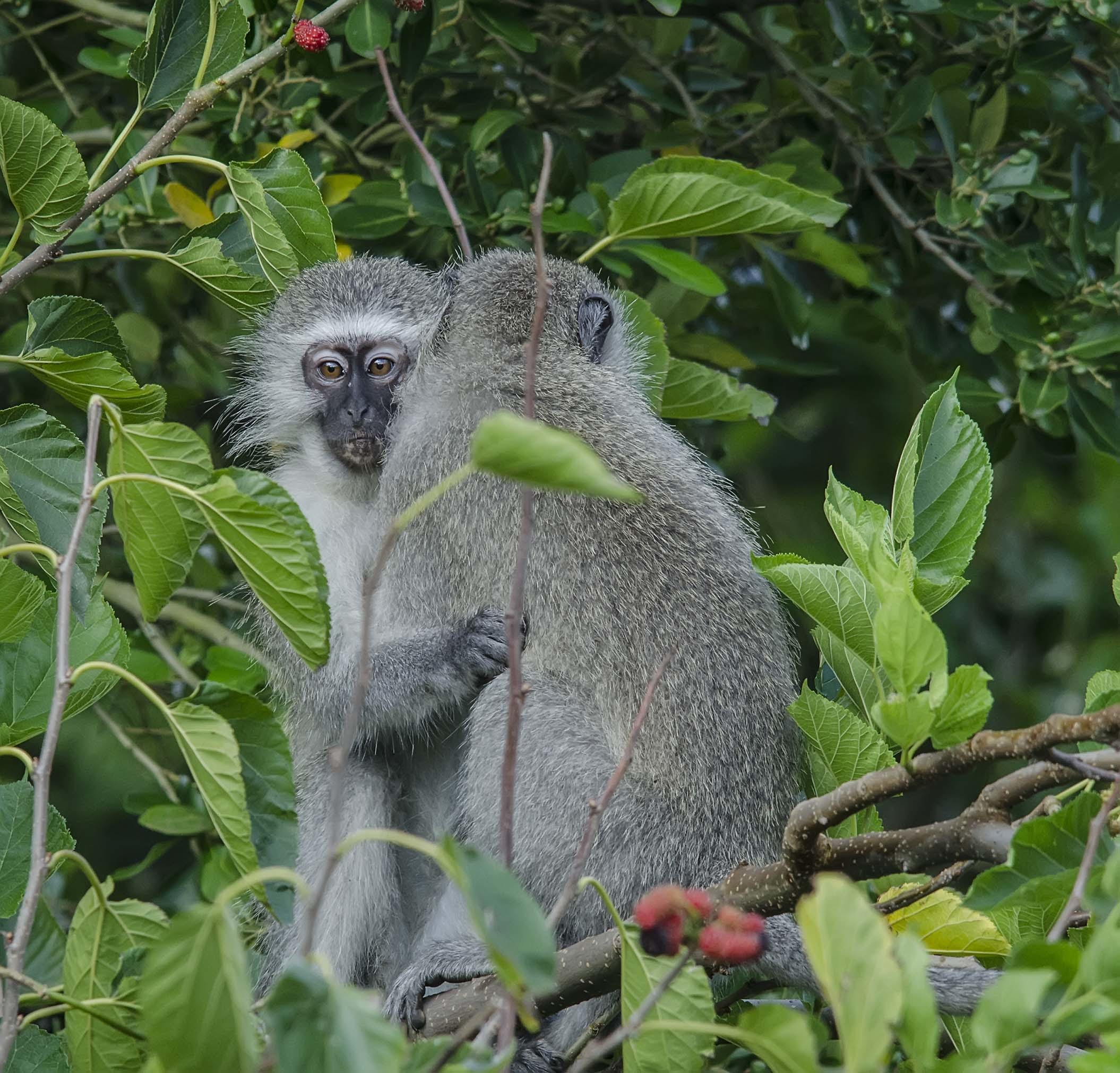 Image of Vervet Monkey