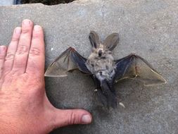 Image of Cape Long-eared Bat