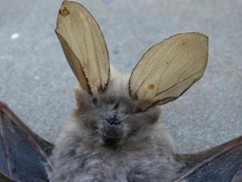 Image of Cape Long-eared Bat