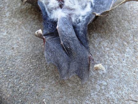 Image of Cape Long-eared Bat