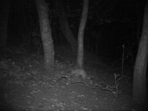 Image of Southern Giant Pouched Rat