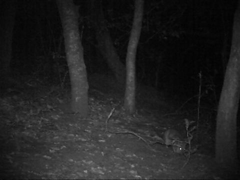 Image of Southern Giant Pouched Rat