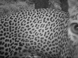 Image of Leopard