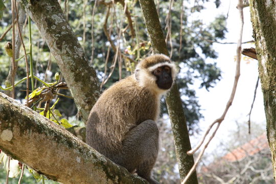 Image of Tantalus Monkey