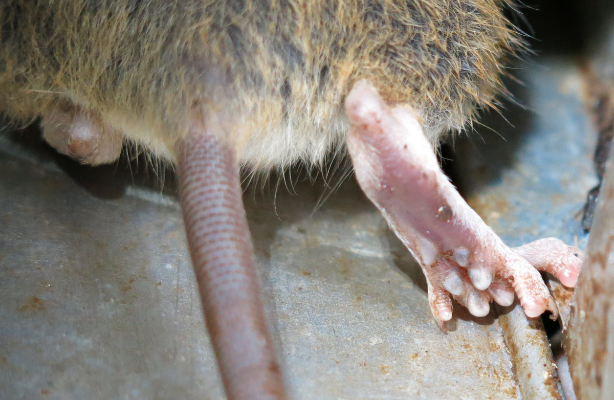 Image of Gray African Climbing Mouse -- Grey Climbing Mouse