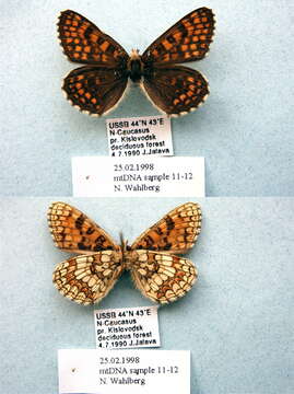 Image of Melitaea aurelia