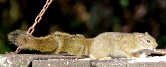 Image of Ochre Bush Squirrel