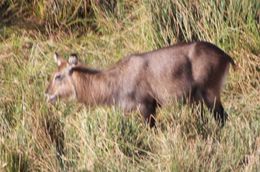 Image of Defassa Waterbuck