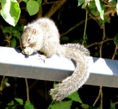 Image of Smith's Bush Squirrel