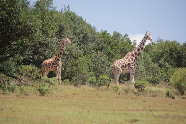 Image of Reticulated Giraffe