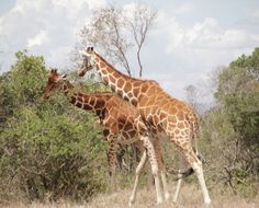 Image of Reticulated Giraffe