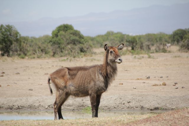 Image of Defassa Waterbuck