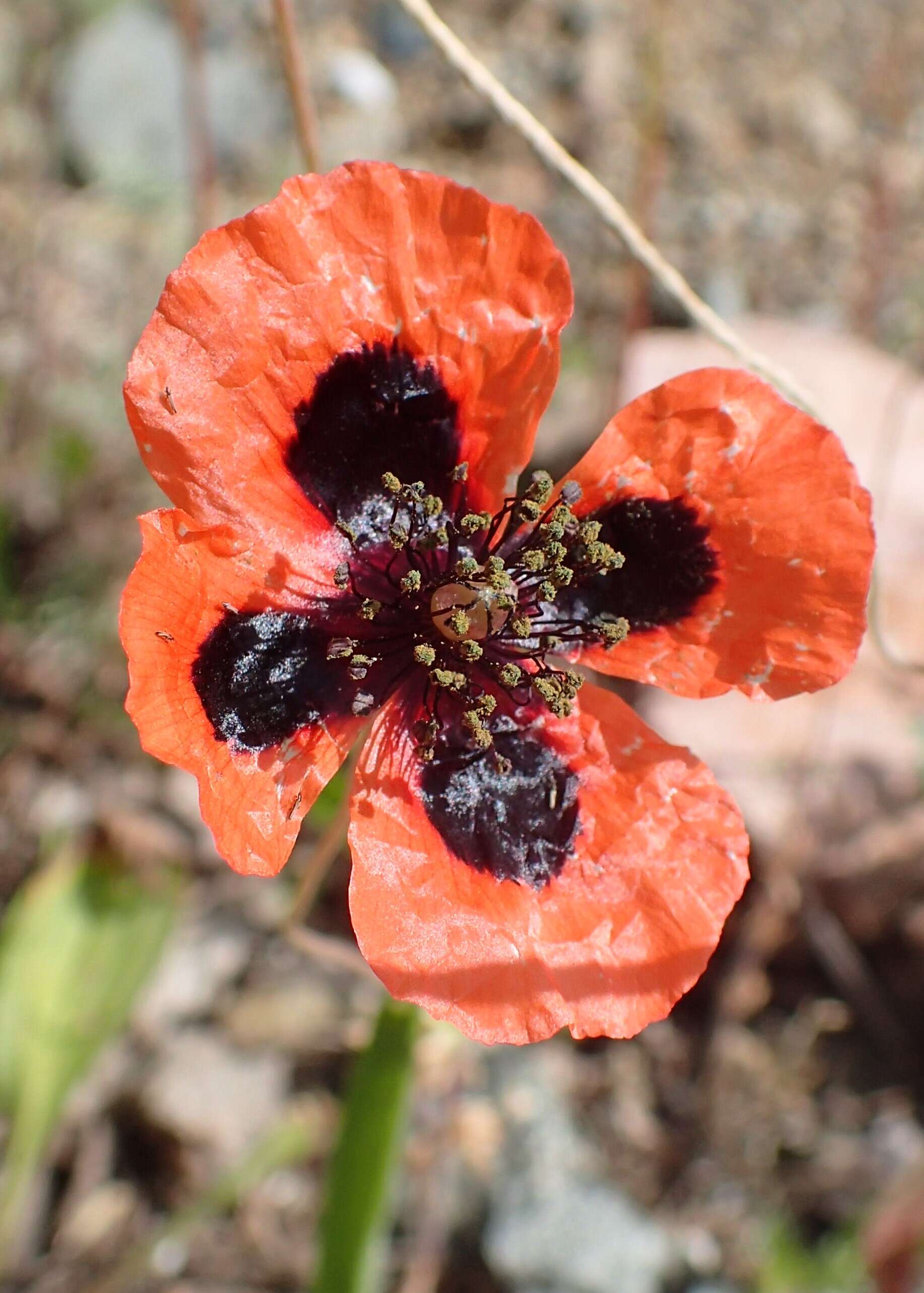 Image of round pricklyhead poppy