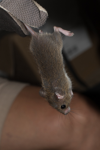 Image of Red Rock Rat