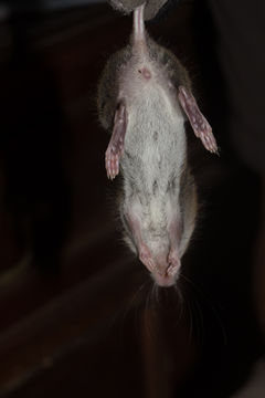 Image of Red Rock Rat